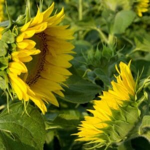 A close up of some sunflowers in the field