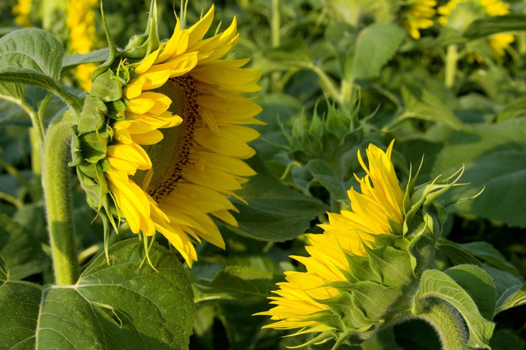 A close up of some sunflowers in the field