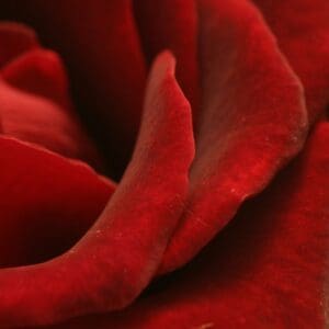 A close up of the petals on a red rose.