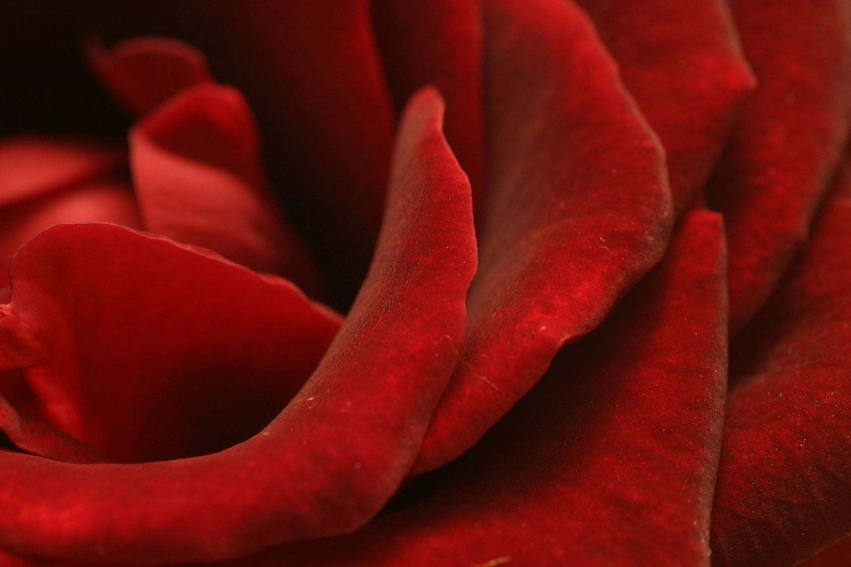 A close up of the petals on a red rose.