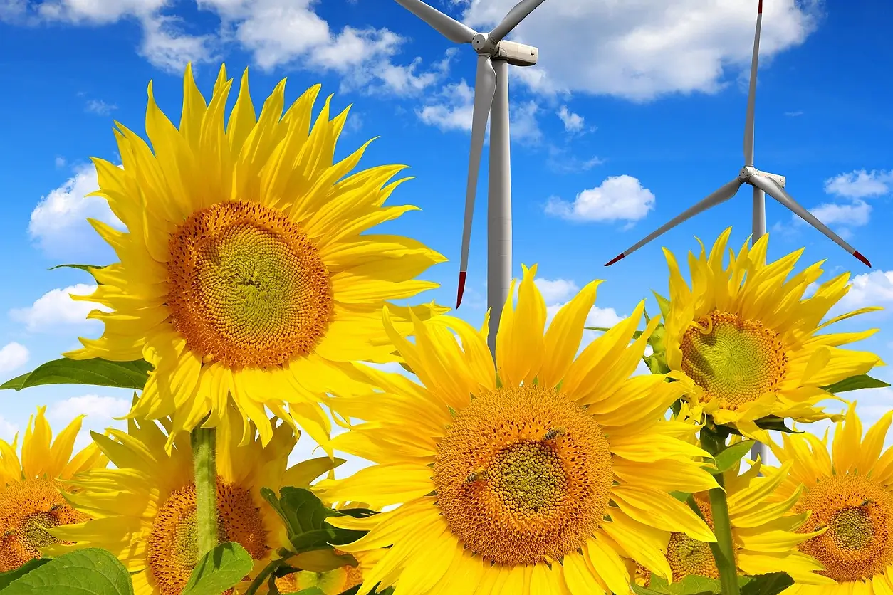 A group of sunflowers in front of a wind turbine.